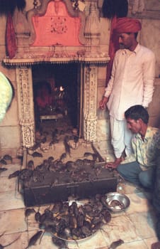 Inside of the Karni Mata Rat Temple in the Town of Deshnoke in the Province of Rajasthan in India.  India, Bikaner, January, 1998