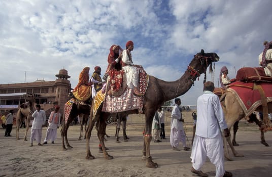 a camel herder in traditional Rajasthani dress at the Bikaner Camel Festival in the Town of Bikaner in the Province of Rajasthan in India.  India, Bikaner, January, 1998