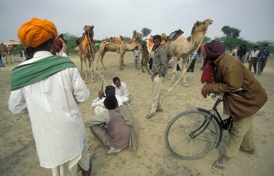 a camel herder at the Bikaner Camel Festival in the Town of Bikaner in the Province of Rajasthan in India.  India, Bikaner, January, 1998