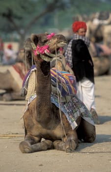 a camel herder at the Bikaner Camel Festival in the Town of Bikaner in the Province of Rajasthan in India.  India, Bikaner, January, 1998