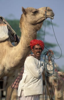 a camel herder at the Bikaner Camel Festival in the Town of Bikaner in the Province of Rajasthan in India.  India, Bikaner, January, 1998