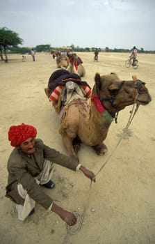 a camel herder at the Bikaner Camel Festival in the Town of Bikaner in the Province of Rajasthan in India.  India, Bikaner, January, 1998