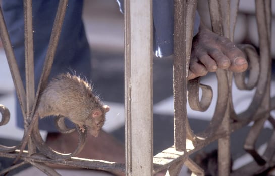 a Rat inside of the Karni Mata Rat Temple in the Town of Deshnoke in the Province of Rajasthan in India.  India, Bikaner, January, 1998