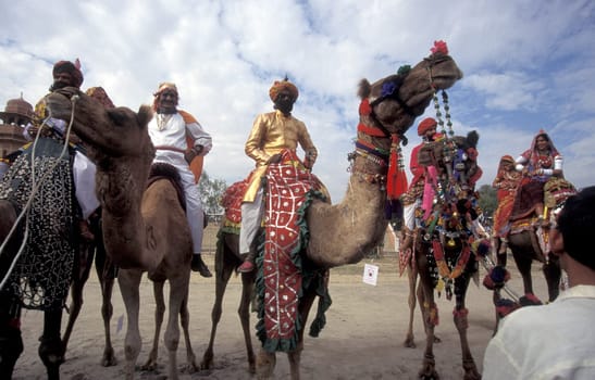 a camel herder in traditional Rajasthani dress at the Bikaner Camel Festival in the Town of Bikaner in the Province of Rajasthan in India.  India, Bikaner, January, 1998