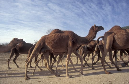 Camels at the Bikaner Camel Festival in the Town of Bikaner in the Province of Rajasthan in India.  India, Bikaner, January, 1998