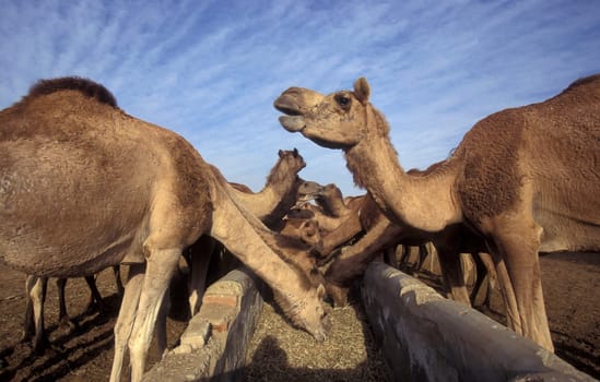 Camels at the Bikaner Camel Festival in the Town of Bikaner in the Province of Rajasthan in India.  India, Bikaner, January, 1998