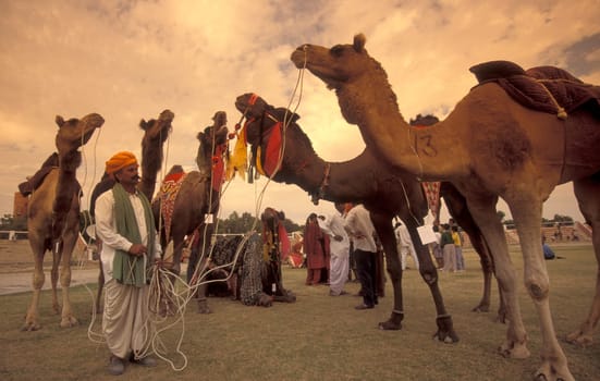 a camel herder at the Bikaner Camel Festival in the Town of Bikaner in the Province of Rajasthan in India.  India, Bikaner, January, 1998