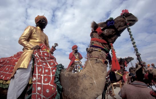 a camel herder in traditional Rajasthani dress at the Bikaner Camel Festival in the Town of Bikaner in the Province of Rajasthan in India.  India, Bikaner, January, 1998