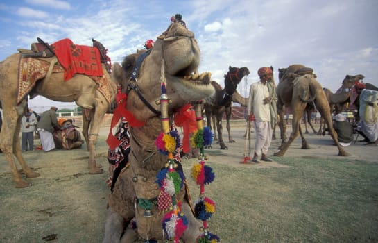 a camel herder at the Bikaner Camel Festival in the Town of Bikaner in the Province of Rajasthan in India.  India, Bikaner, January, 1998