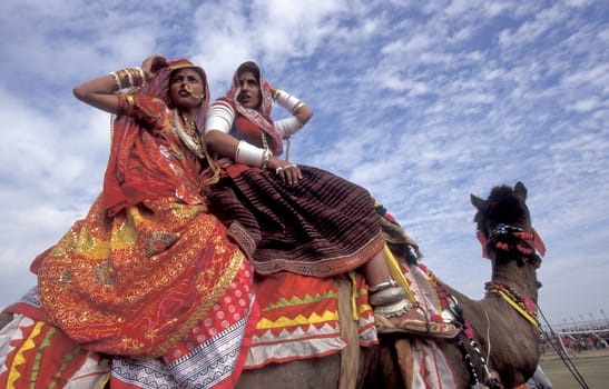 Women in traditional Rajasthani dress on a Camel at the Bikaner Camel Festival in the Town of Bikaner in the Province of Rajasthan in India.  India, Bikaner, January, 1998