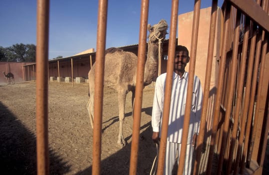 Camels at the Bikaner Camel Farm in the Town of Bikaner in the Province of Rajasthan in India.  India, Bikaner, January, 1998