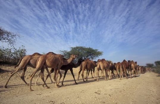 Camels at the Bikaner Camel Festival in the Town of Bikaner in the Province of Rajasthan in India.  India, Bikaner, January, 1998