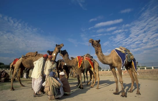 a camel herder at the Bikaner Camel Festival in the Town of Bikaner in the Province of Rajasthan in India.  India, Bikaner, January, 1998
