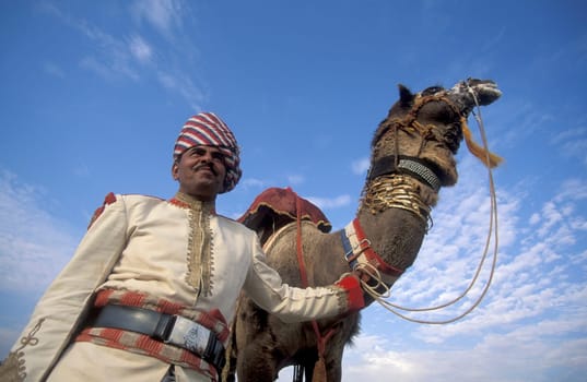 a camel herder in traditional Rajasthani dress at the Bikaner Camel Festival in the Town of Bikaner in the Province of Rajasthan in India.  India, Bikaner, January, 1998