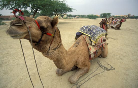 Camels at the Bikaner Camel Festival in the Town of Bikaner in the Province of Rajasthan in India.  India, Bikaner, January, 1998