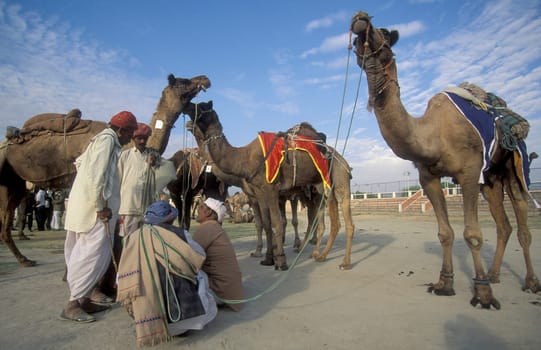 a camel herder at the Bikaner Camel Festival in the Town of Bikaner in the Province of Rajasthan in India.  India, Bikaner, January, 1998