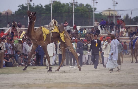 a camel herder at the Bikaner Camel Festival and Race in the Town of Bikaner in the Province of Rajasthan in India.  India, Bikaner, January, 1998