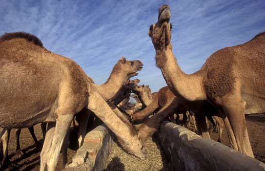 Camels at the Bikaner Camel Festival in the Town of Bikaner in the Province of Rajasthan in India.  India, Bikaner, January, 1998