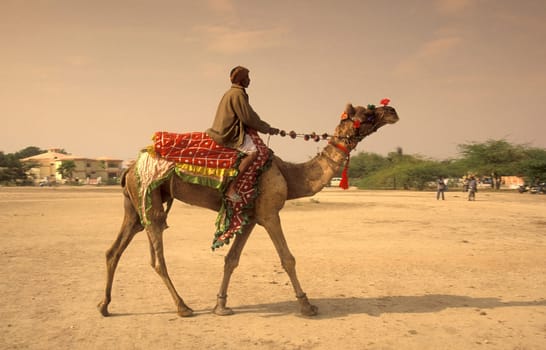 a camel herder at the Bikaner Camel Festival and Race in the Town of Bikaner in the Province of Rajasthan in India.  India, Bikaner, January, 1998