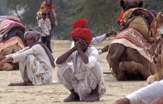 a camel herder at the Bikaner Camel Festival in the Town of Bikaner in the Province of Rajasthan in India.  India, Bikaner, January, 1998