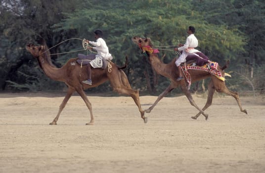 a camel herder at the Bikaner Camel Festival and Race in the Town of Bikaner in the Province of Rajasthan in India.  India, Bikaner, January, 1998