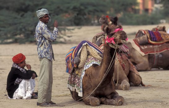a camel herder at the Bikaner Camel Festival in the Town of Bikaner in the Province of Rajasthan in India.  India, Bikaner, January, 1998