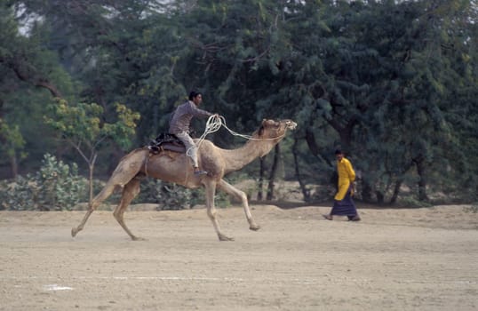 a camel herder at the Bikaner Camel Festival and Race in the Town of Bikaner in the Province of Rajasthan in India.  India, Bikaner, January, 1998