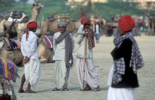 a camel herder at the Bikaner Camel Festival in the Town of Bikaner in the Province of Rajasthan in India.  India, Bikaner, January, 1998