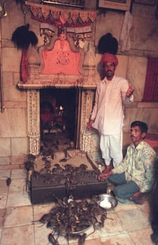 Inside of the Karni Mata Rat Temple in the Town of Deshnoke in the Province of Rajasthan in India.  India, Bikaner, January, 1998