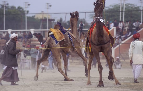 a camel herder at the Bikaner Camel Festival and Race in the Town of Bikaner in the Province of Rajasthan in India.  India, Bikaner, January, 1998