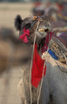 Camels at the Bikaner Camel Festival in the Town of Bikaner in the Province of Rajasthan in India.  India, Bikaner, January, 1998