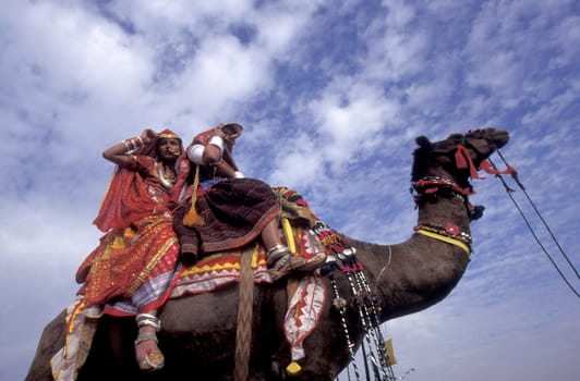 Women in traditional Rajasthani dress on a Camel at the Bikaner Camel Festival in the Town of Bikaner in the Province of Rajasthan in India.  India, Bikaner, January, 1998
