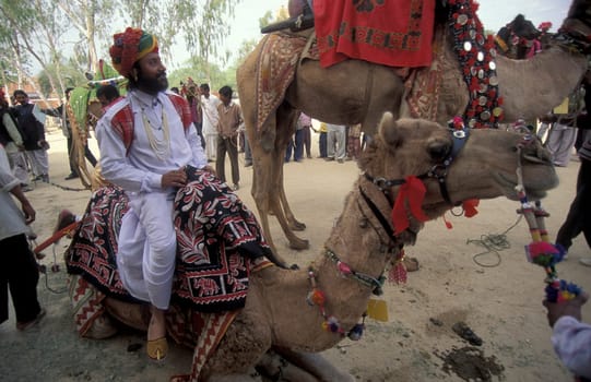 a camel herder in traditional Rajasthani dress at the Bikaner Camel Festival in the Town of Bikaner in the Province of Rajasthan in India.  India, Bikaner, January, 1998