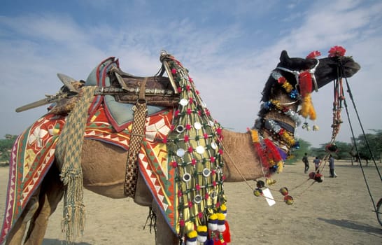 Camels at the Bikaner Camel Festival in the Town of Bikaner in the Province of Rajasthan in India.  India, Bikaner, January, 1998
