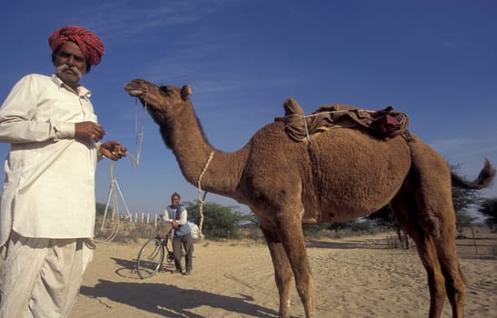 a camel herder at the Bikaner Camel Festival in the Town of Bikaner in the Province of Rajasthan in India.  India, Bikaner, January, 1998