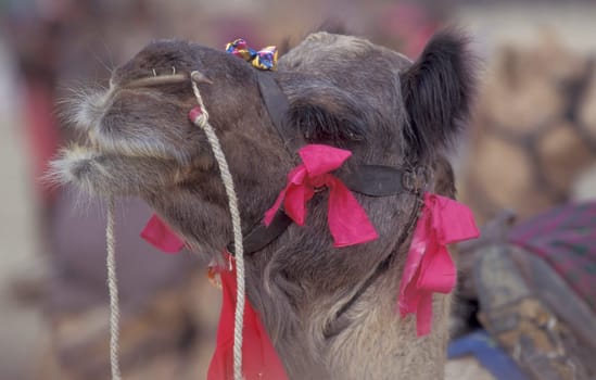 Camels at the Bikaner Camel Festival in the Town of Bikaner in the Province of Rajasthan in India.  India, Bikaner, January, 1998