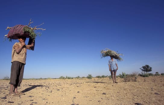 Two Boys collect Wood from the Thar Desert in a small Village near the Town of Bikaner in the Province of Rajasthan in India.  India, Bikaner, January, 1998