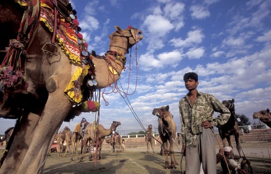 a camel herder at the Bikaner Camel Festival in the Town of Bikaner in the Province of Rajasthan in India.  India, Bikaner, January, 1998