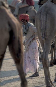 a camel herder at the Bikaner Camel Festival in the Town of Bikaner in the Province of Rajasthan in India.  India, Bikaner, January, 1998