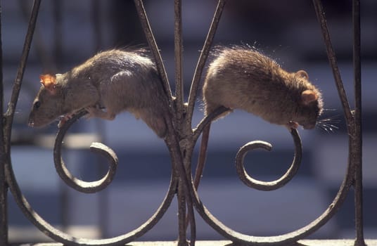 a Rat inside of the Karni Mata Rat Temple in the Town of Deshnoke in the Province of Rajasthan in India.  India, Bikaner, January, 1998