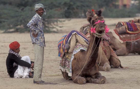 a camel herder at the Bikaner Camel Festival in the Town of Bikaner in the Province of Rajasthan in India.  India, Bikaner, January, 1998