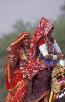 Women in traditional Rajasthani dress on a Camel at the Bikaner Camel Festival in the Town of Bikaner in the Province of Rajasthan in India.  India, Bikaner, January, 1998