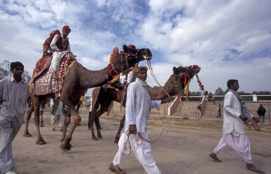 a camel herder in traditional Rajasthani dress at the Bikaner Camel Festival in the Town of Bikaner in the Province of Rajasthan in India.  India, Bikaner, January, 1998