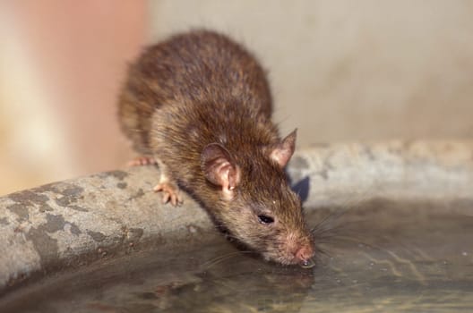 a Rat inside of the Karni Mata Rat Temple in the Town of Deshnoke in the Province of Rajasthan in India.  India, Bikaner, January, 1998