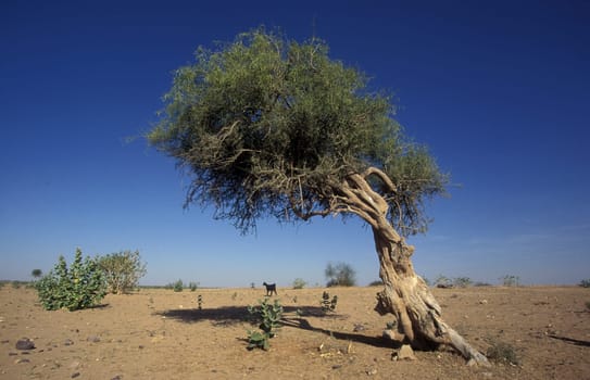 a Olive Tree in a small Village near the Town of Bikaner in the Desert Thar in the Province of Rajasthan in India.  India, Bikaner, January, 1998
