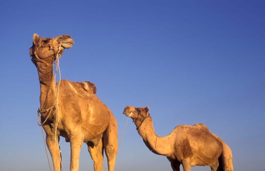 Camels at the Bikaner Camel Festival in the Town of Bikaner in the Province of Rajasthan in India.  India, Bikaner, January, 1998