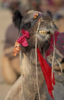 Camels at the Bikaner Camel Festival in the Town of Bikaner in the Province of Rajasthan in India.  India, Bikaner, January, 1998