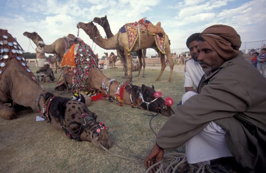 a camel herder at the Bikaner Camel Festival in the Town of Bikaner in the Province of Rajasthan in India.  India, Bikaner, January, 1998