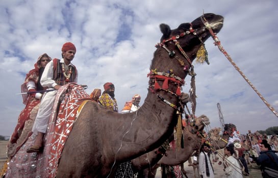 a camel herder in traditional Rajasthani dress at the Bikaner Camel Festival in the Town of Bikaner in the Province of Rajasthan in India.  India, Bikaner, January, 1998