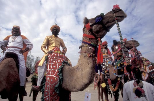 a camel herder in traditional Rajasthani dress at the Bikaner Camel Festival in the Town of Bikaner in the Province of Rajasthan in India.  India, Bikaner, January, 1998